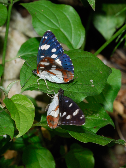 Coppia di Limenitis reducta