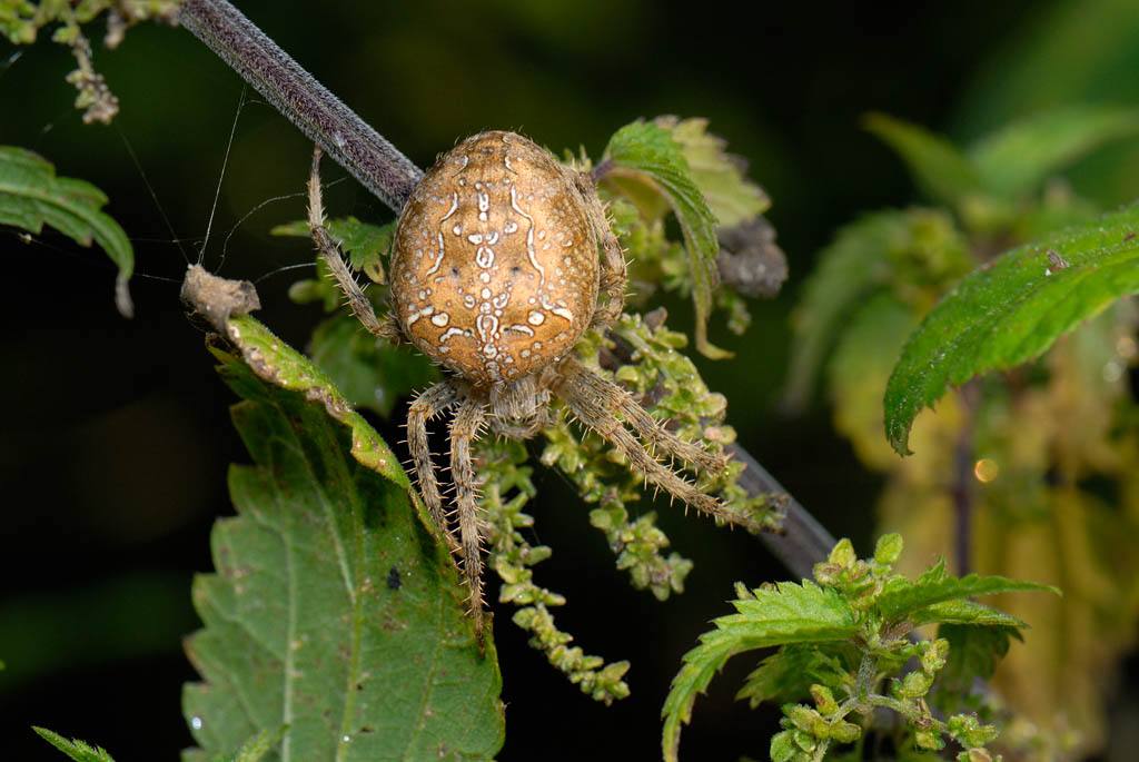 Dolomedes fimbriatus; Araneus diadematus
