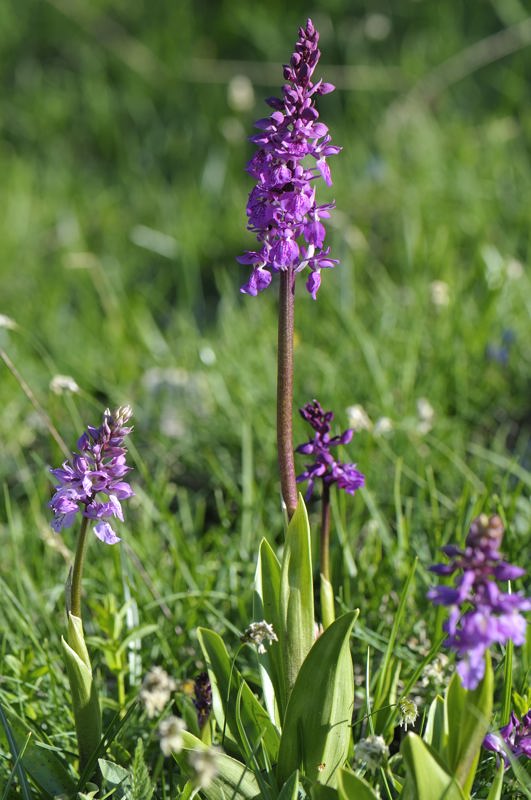 Le mie prime orchidee