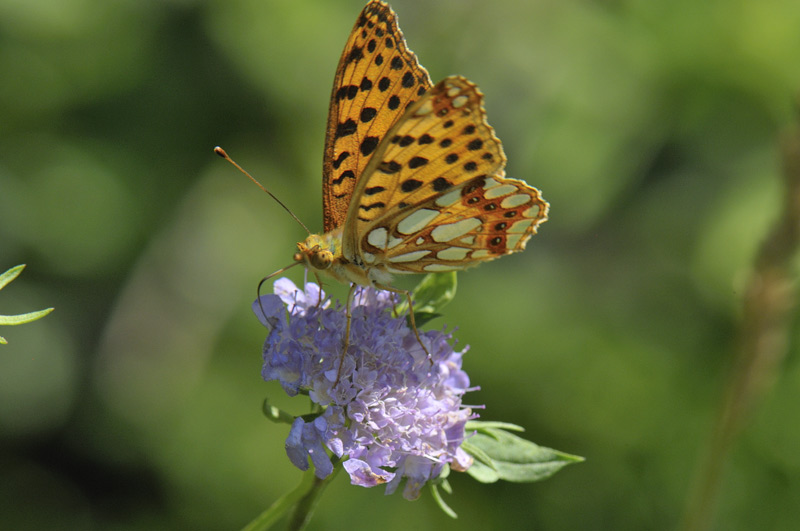 Melitaea