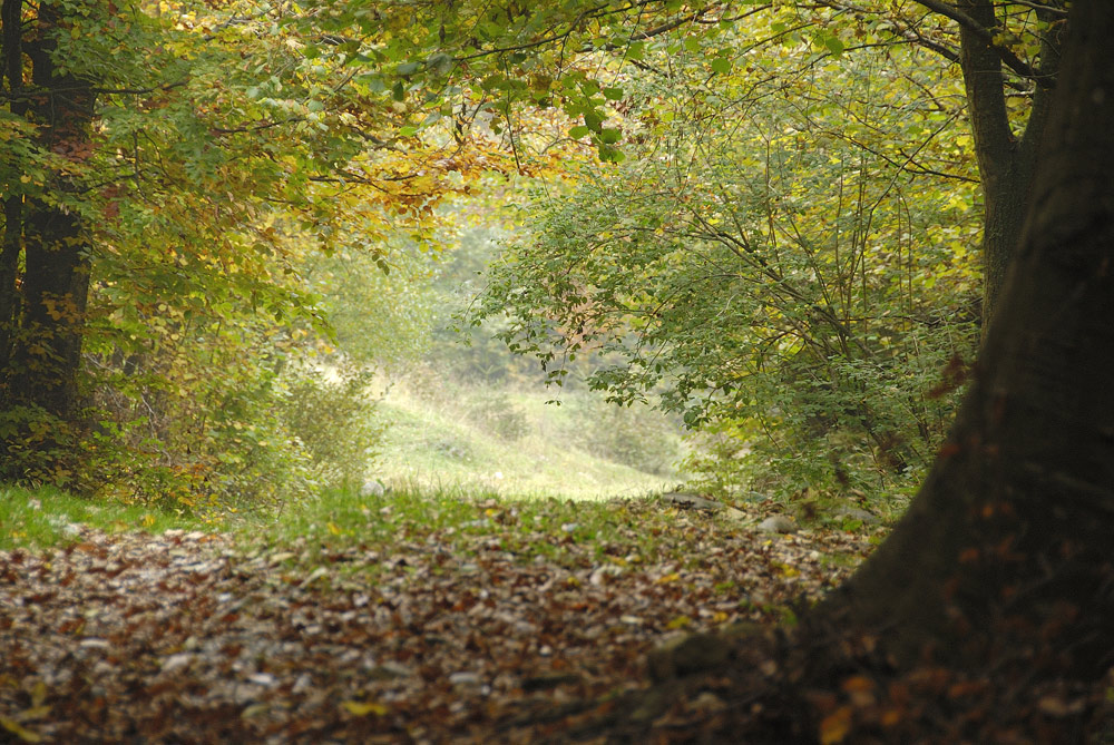 I colori dell''autunno...
