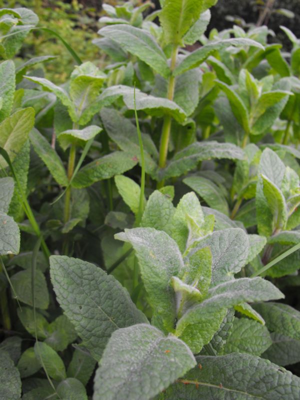 pianta n.d.d. - Ajuga sp.