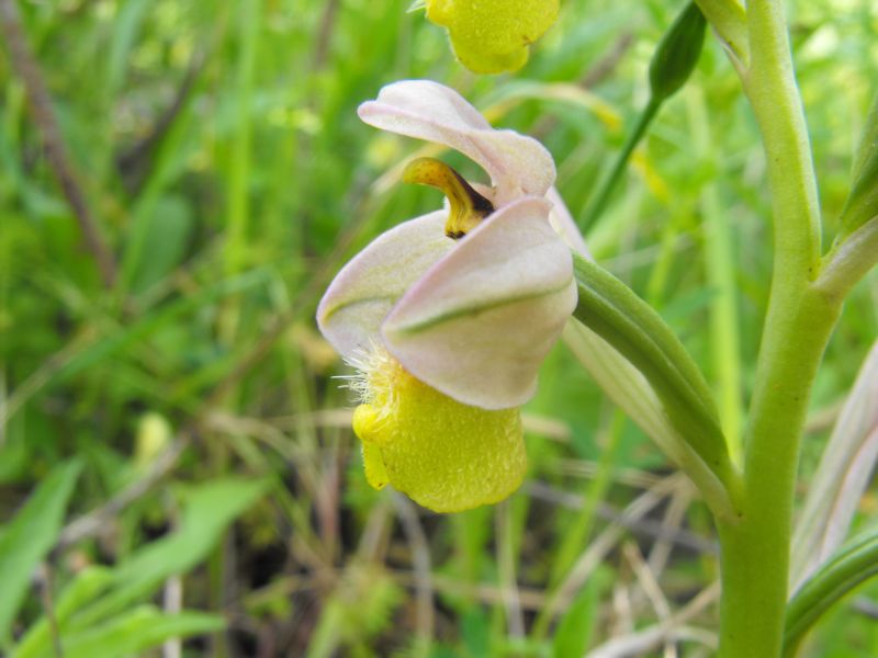 Ricordi di una  Ophrys tenthredinifera