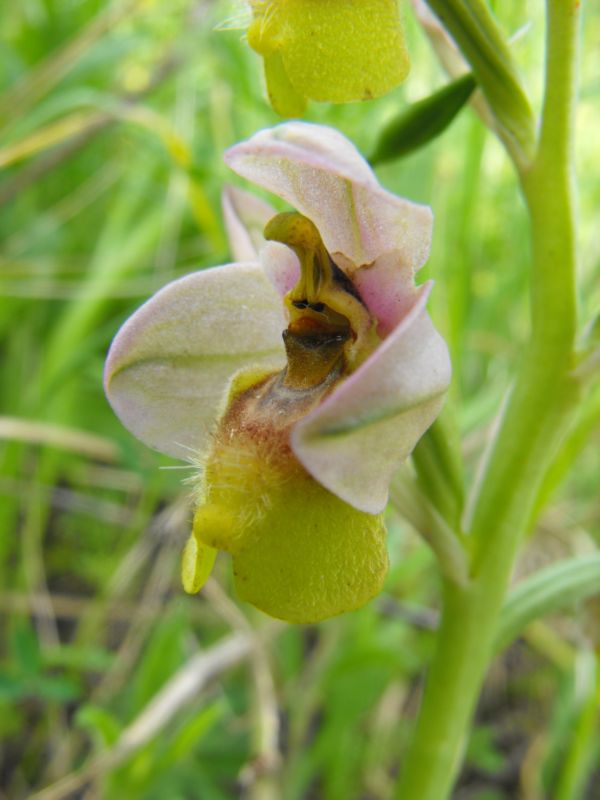 Ricordi di una  Ophrys tenthredinifera