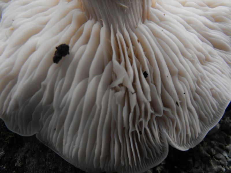 fungo in cerca di paternit�