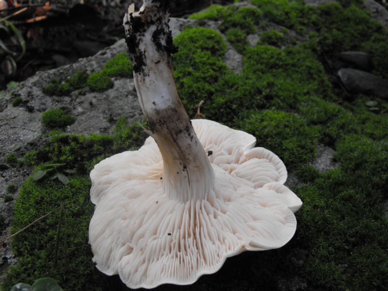 fungo in cerca di paternit�