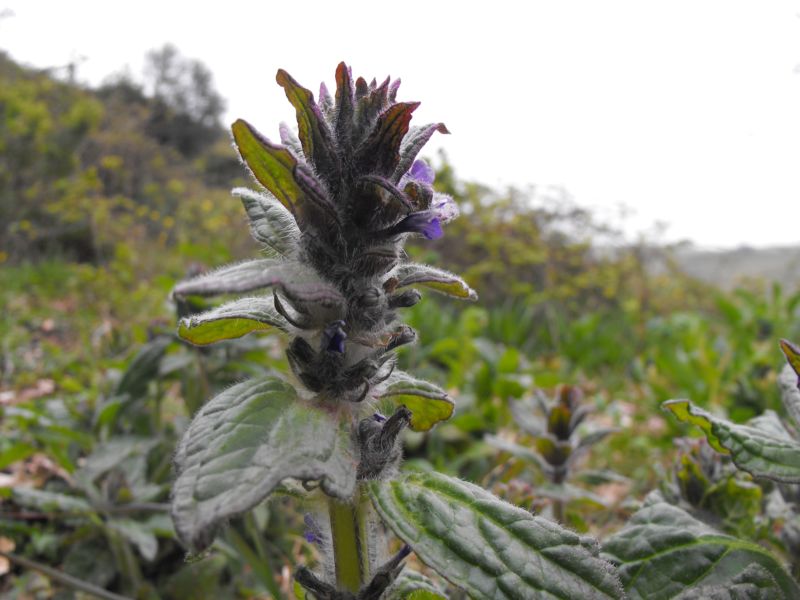 pianta n.d.d. - Ajuga sp.