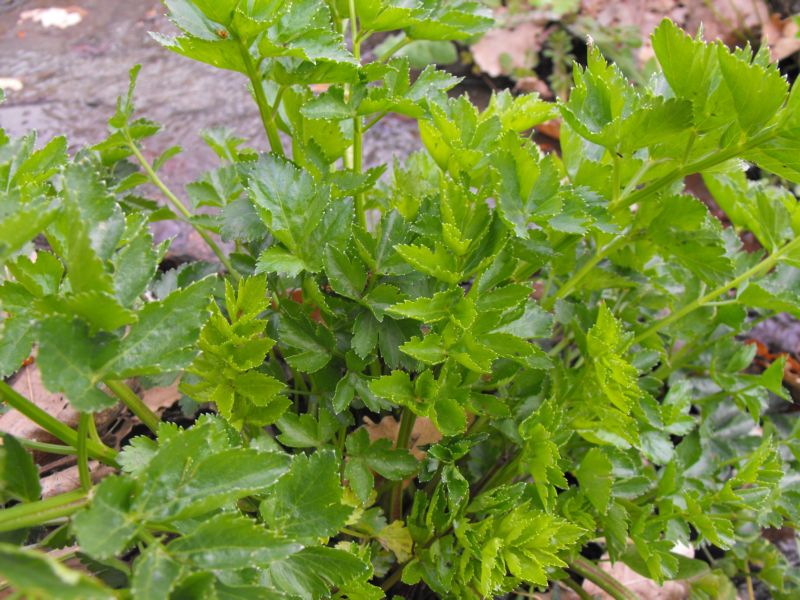 levistico o sedano di monte????