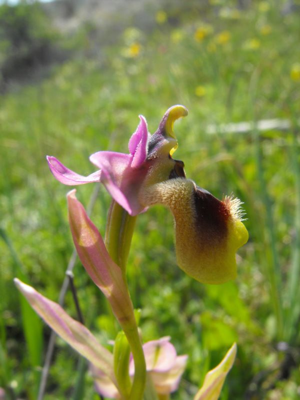 Ricordi di una  Ophrys tenthredinifera