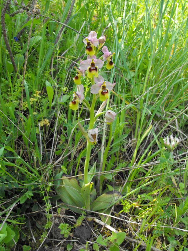 Ricordi di una  Ophrys tenthredinifera