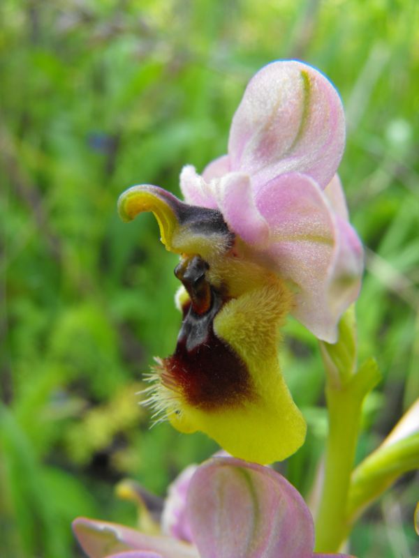 Ricordi di una  Ophrys tenthredinifera