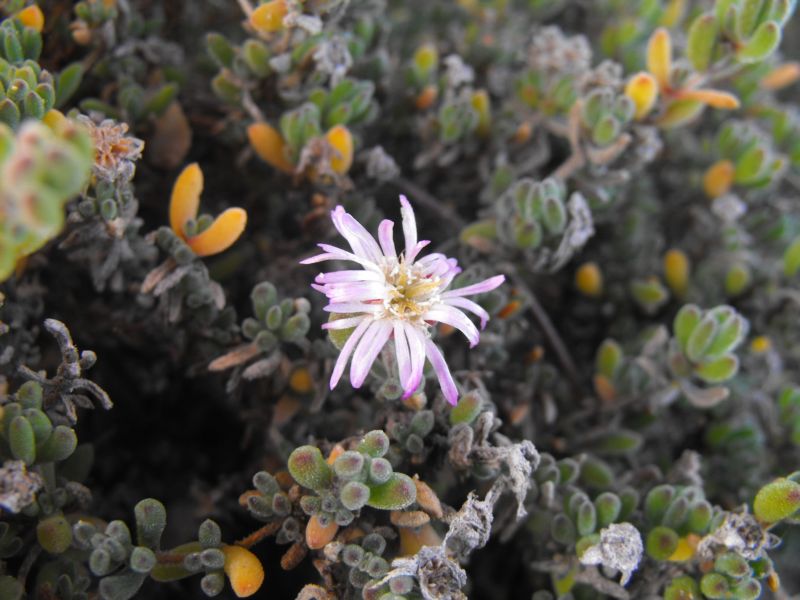 Drosanthemum hispidum (o floribundum)