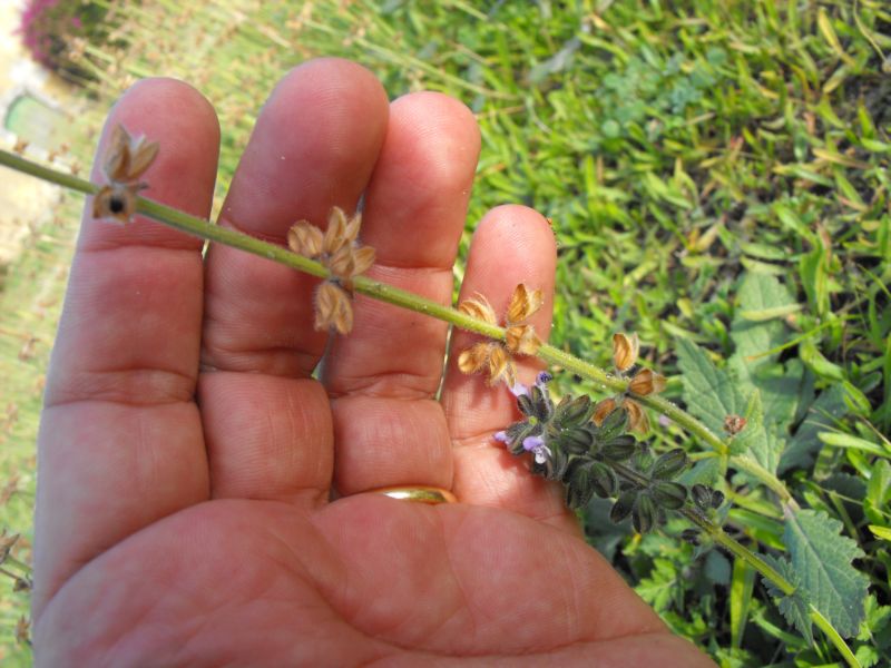 Salvia verbenaca