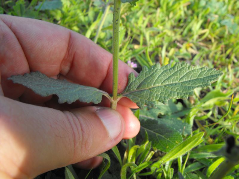 Salvia verbenaca