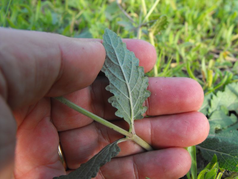 Salvia verbenaca