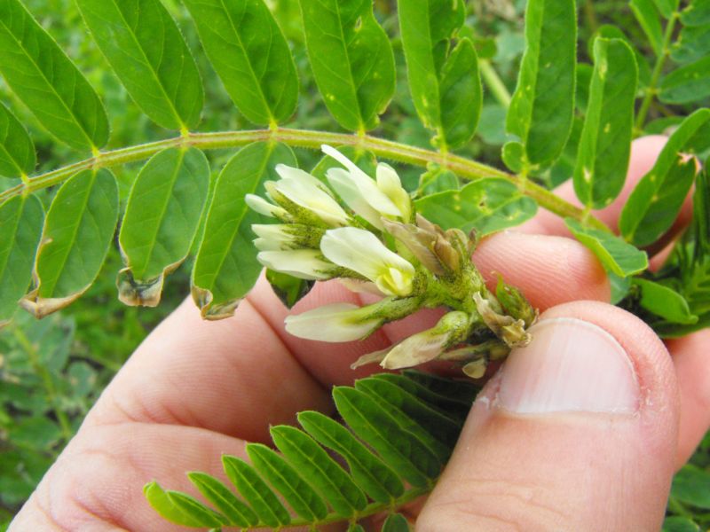 Astragalus boeticus / Astragalo spagnolo