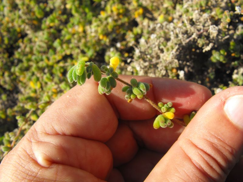 Drosanthemum hispidum (o floribundum)