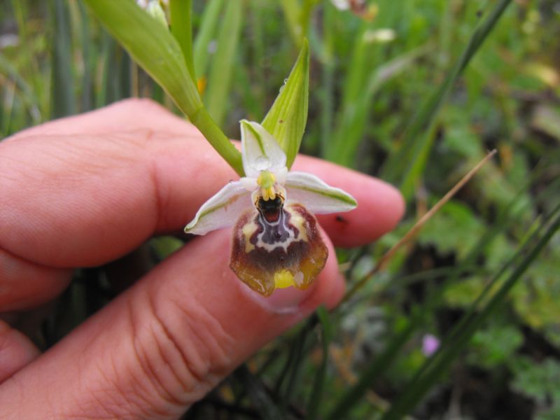 Ophrys oxyrrhynchos subsp.biancae varie