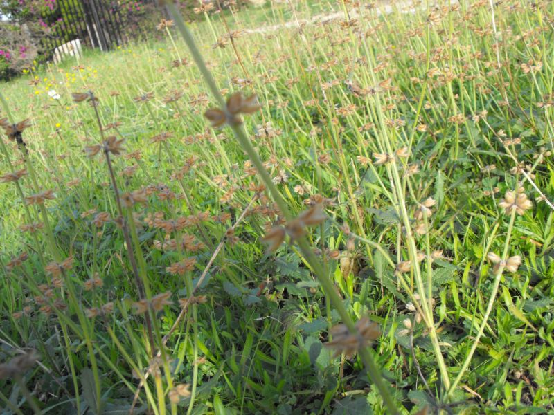 Salvia verbenaca