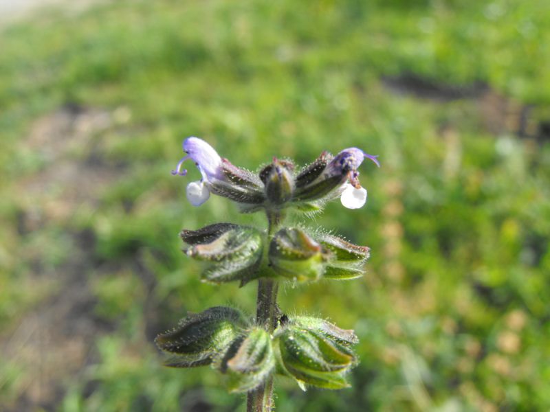 Salvia verbenaca