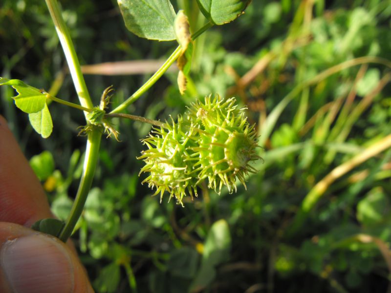 Medicago polymorpha / Erba medica polimorfa