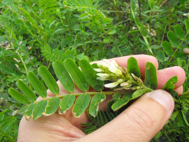 Astragalus boeticus / Astragalo spagnolo