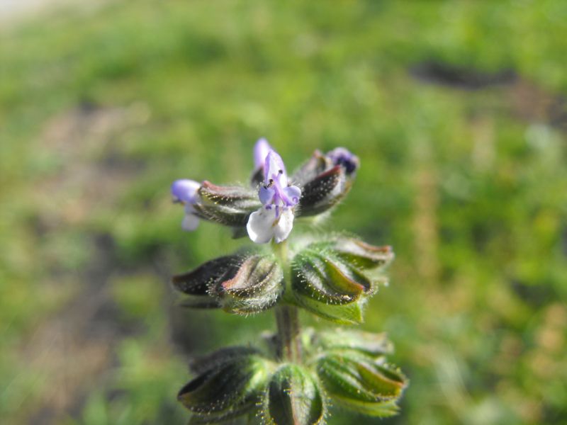 Salvia verbenaca