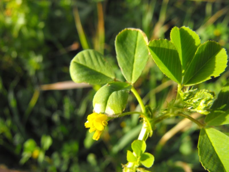 Medicago polymorpha / Erba medica polimorfa