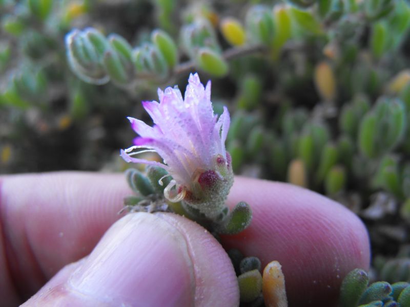 Drosanthemum hispidum (o floribundum)