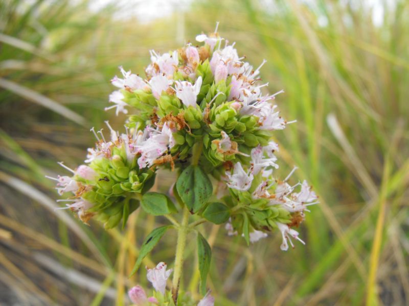 Origanum