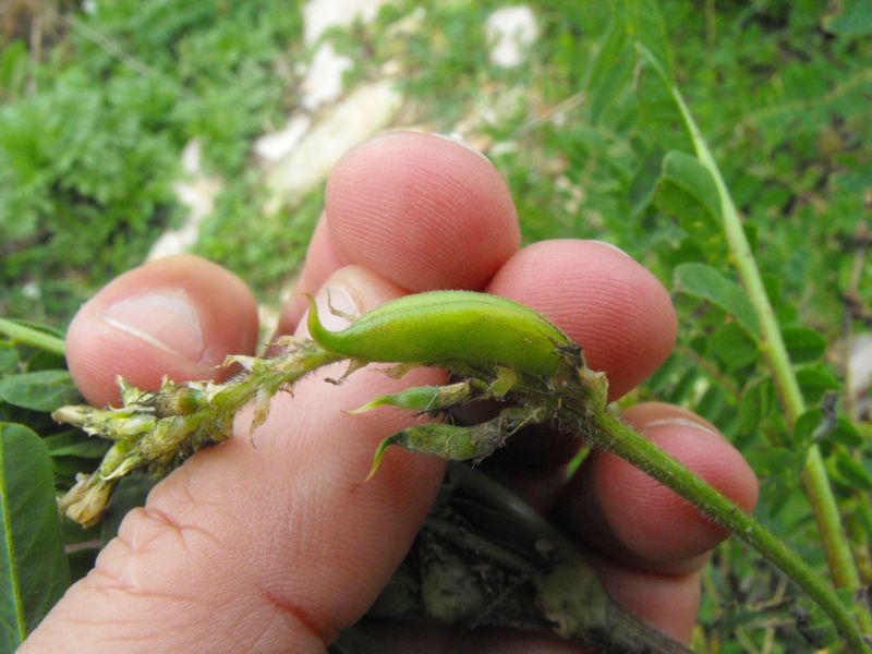 Astragalus boeticus / Astragalo spagnolo
