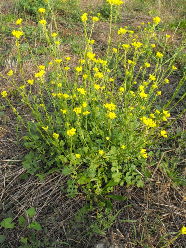 Hirschfeldia incana / Senape canuta