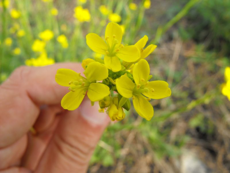 Hirschfeldia incana / Senape canuta