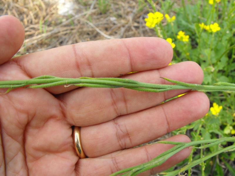 Hirschfeldia incana / Senape canuta