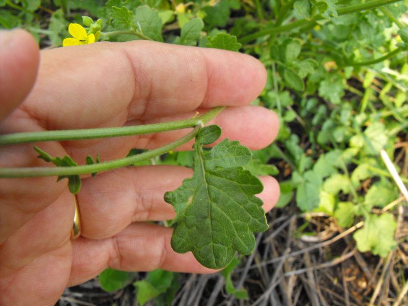 Hirschfeldia incana / Senape canuta