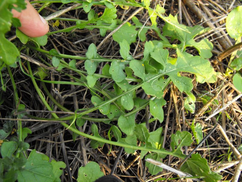 Hirschfeldia incana / Senape canuta