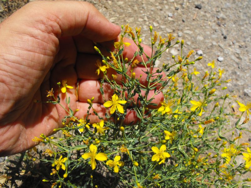 Hypericum triquetrifolium  / Erba di S.Giovanni crespa