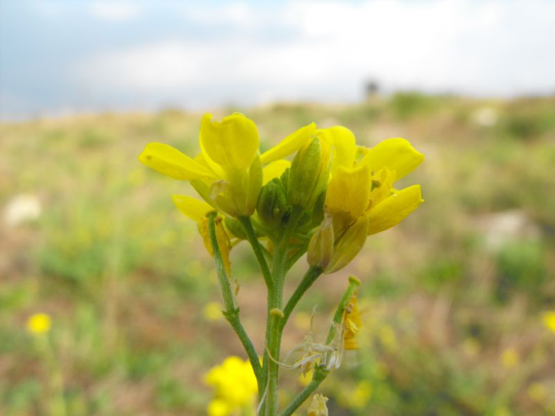 Hirschfeldia incana / Senape canuta