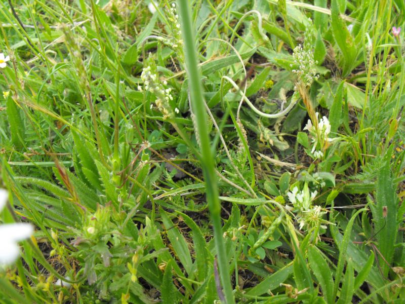 Petrorhagia velutina??