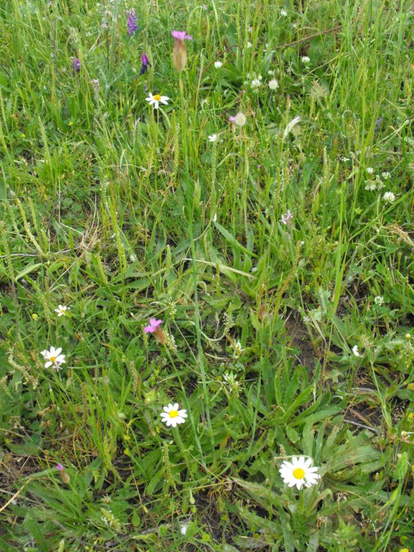 Petrorhagia velutina??