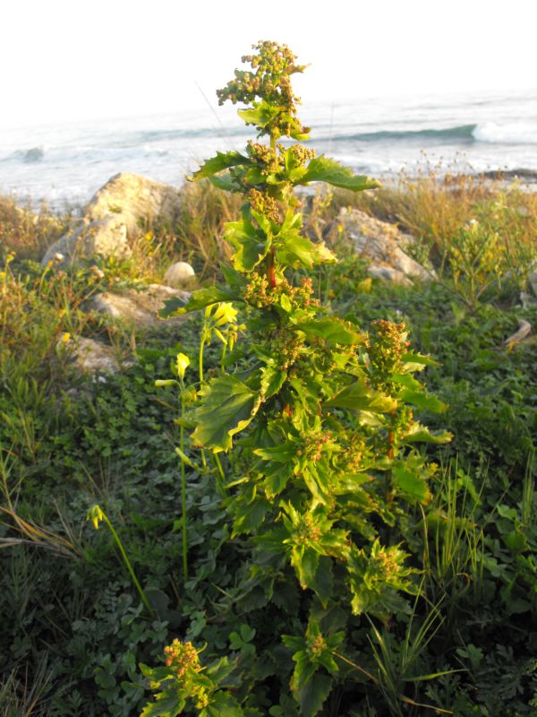 Chenopodium murale