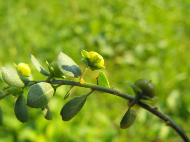 Andrachne Telephioides / porcellana greca