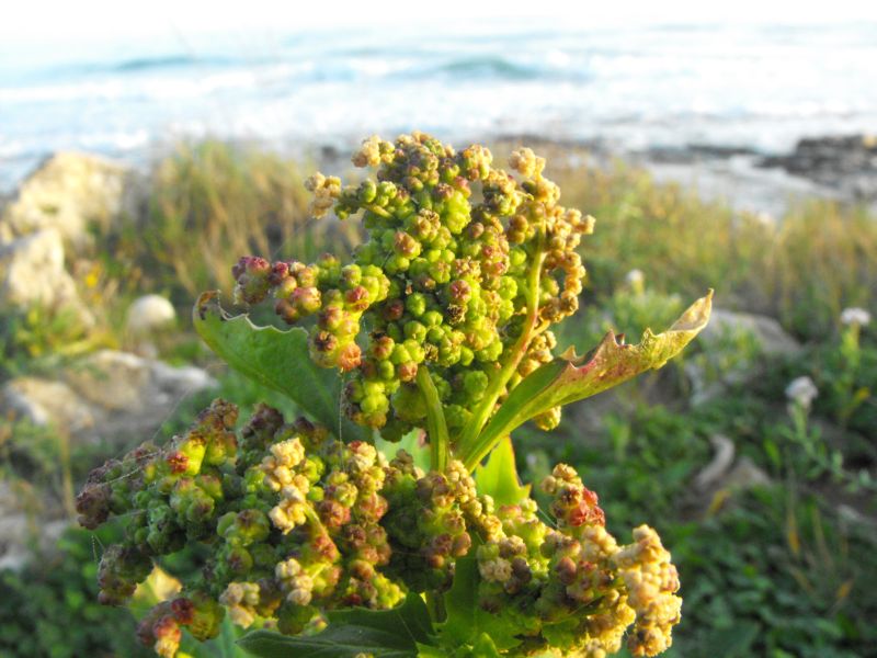 Chenopodium murale