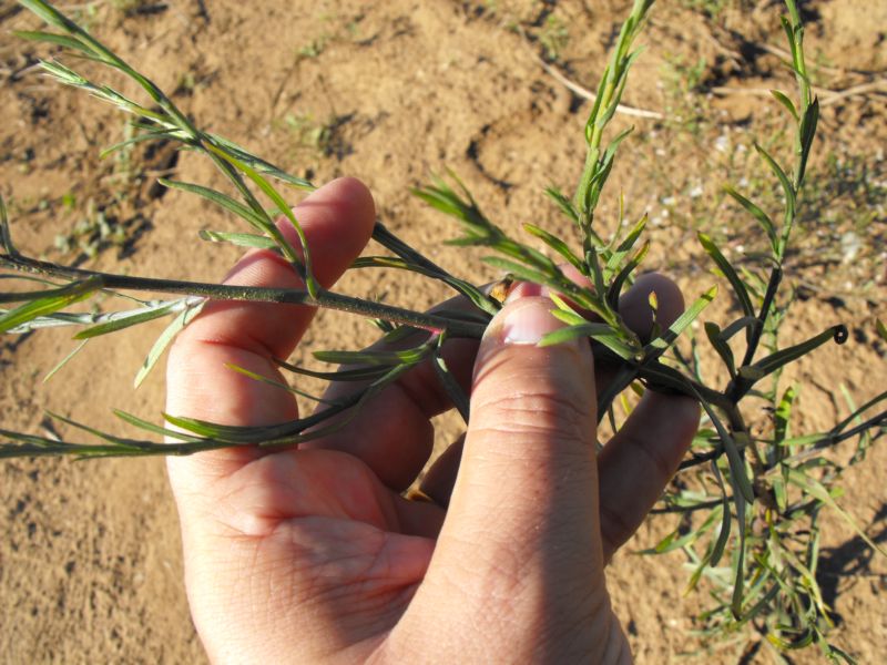Symphotrichum squamatum