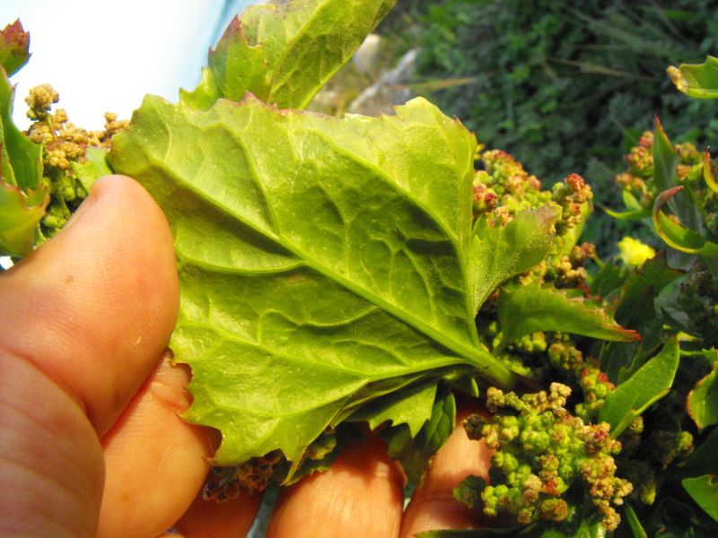 Chenopodium murale