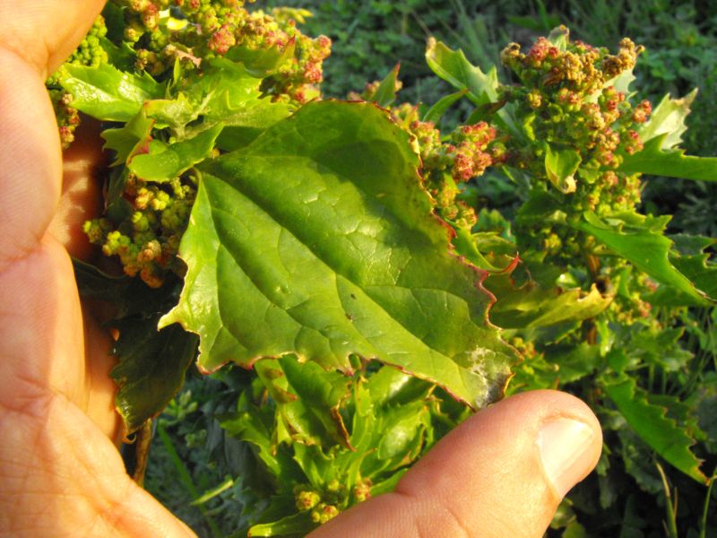 Chenopodium murale