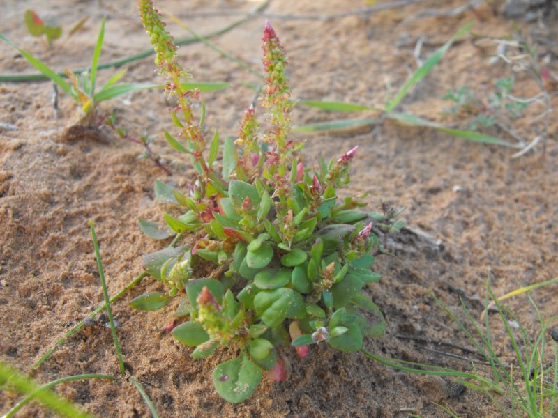 Rumex bucephalophorus / Romice capo di bue
