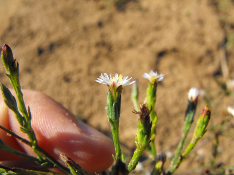 Symphotrichum squamatum