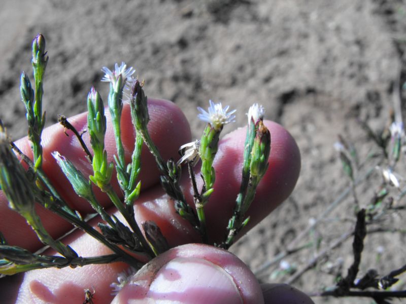 Symphotrichum squamatum