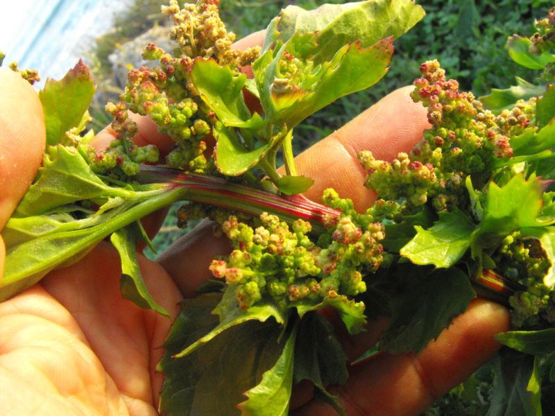 Chenopodium murale